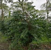 typica coffee tree
